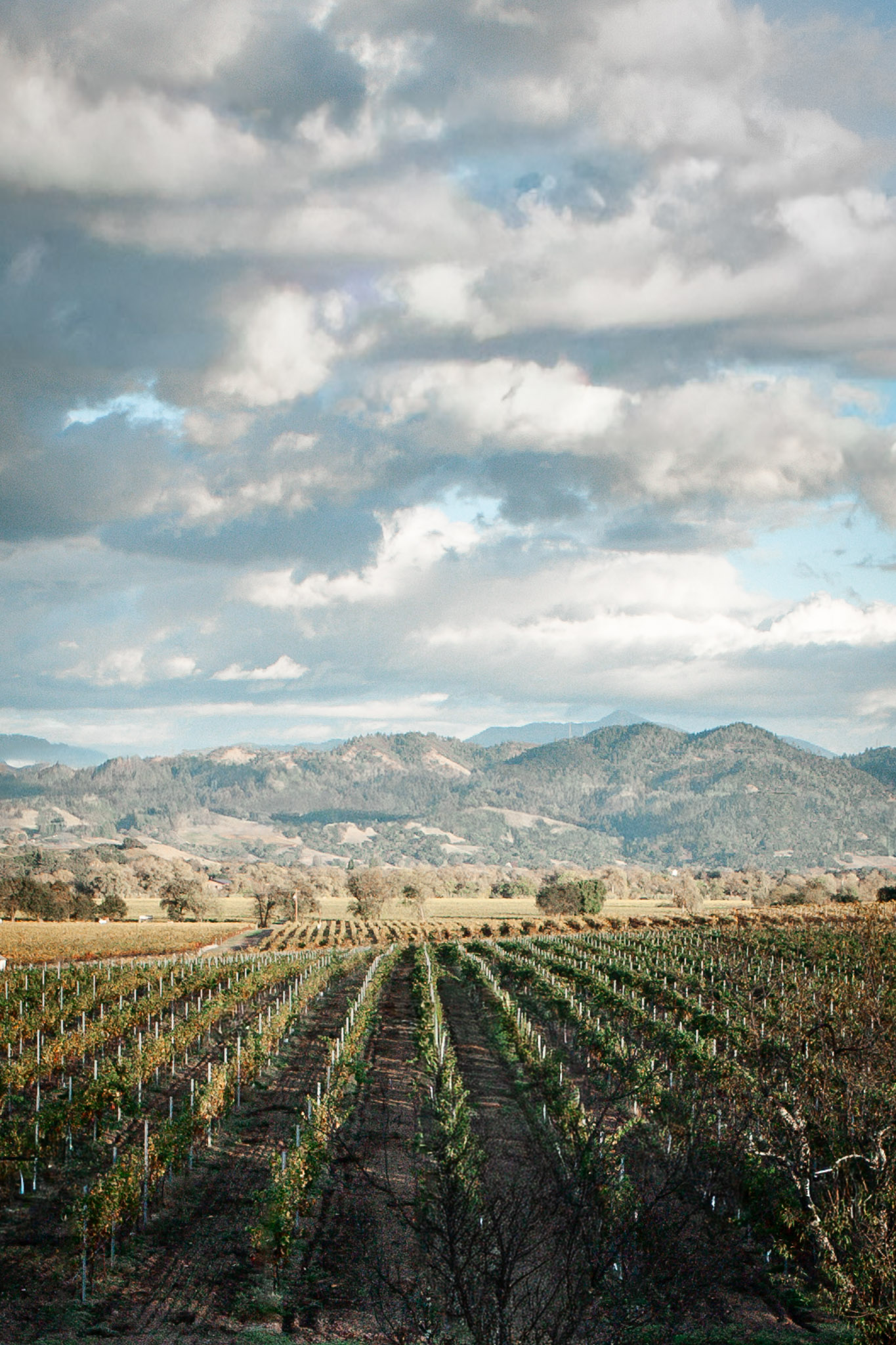 Napa Valley vineyard landscape in Northern California Wine Country with rolling hills and natural light